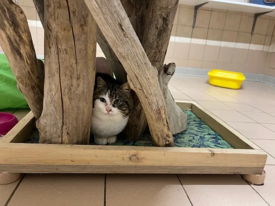 Bingo, female mixed breed for adoption at SOS Animaux Pays de Gex