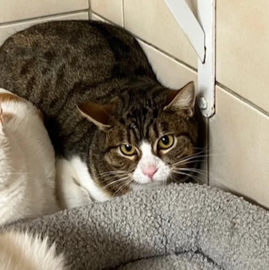 Justin, male mixed breed for adoption at SOS Animaux Pays de Gex