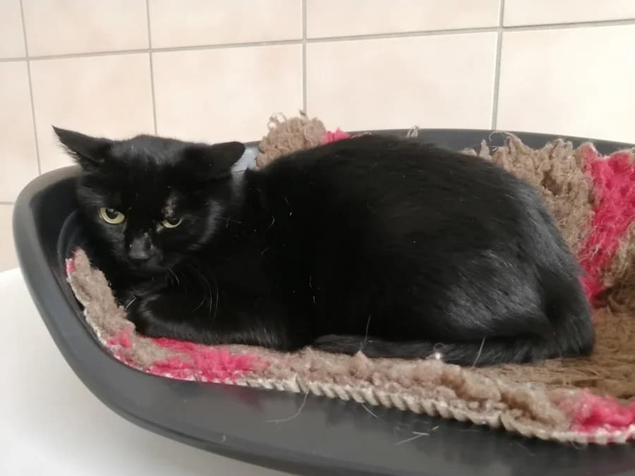 Sirona, female mixed breed for adoption at SOS Animaux Pays de Gex