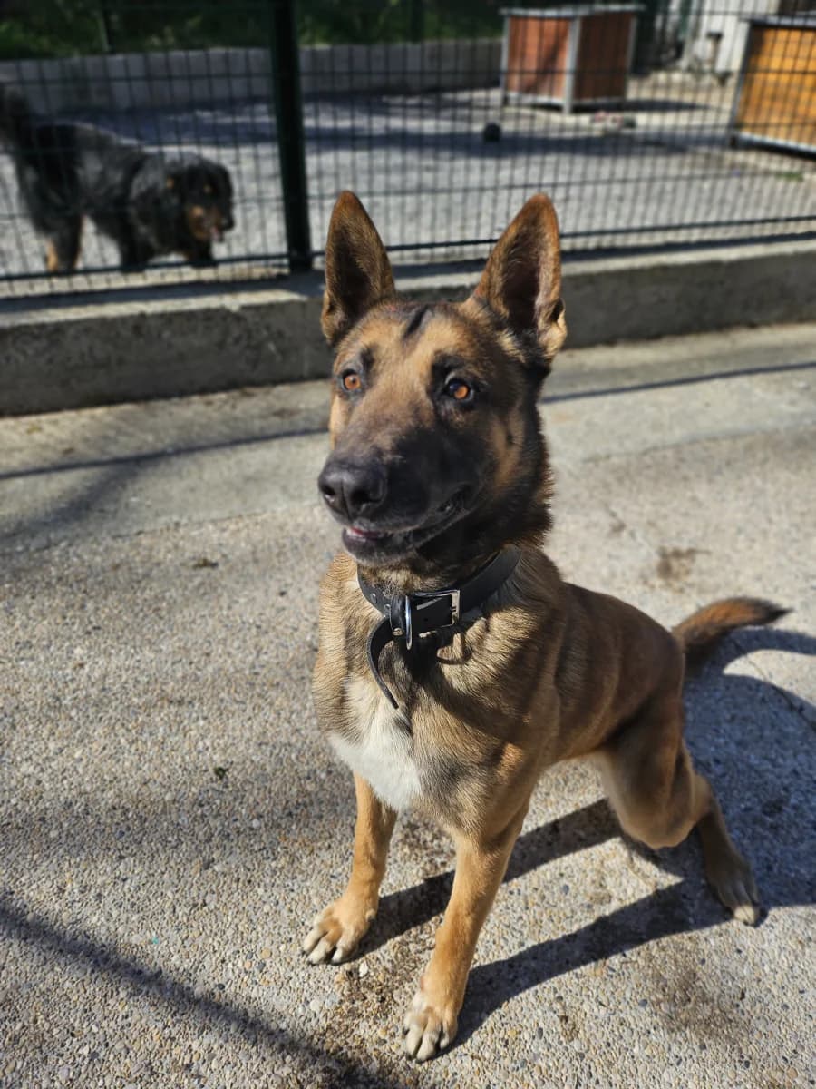 Alfa, male Belgian Malinois for adoption at SOS Animaux Pays de Gex