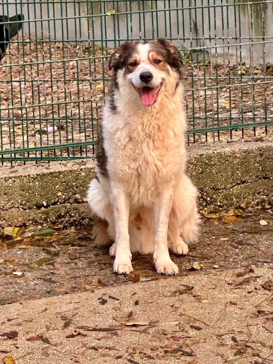 Darko, male mixed breed for adoption at SOS Animaux Pays de Gex