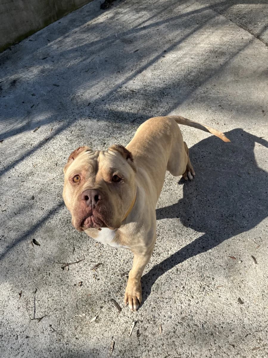 Mani, male American Bully for adoption at SOS Animaux Pays de Gex