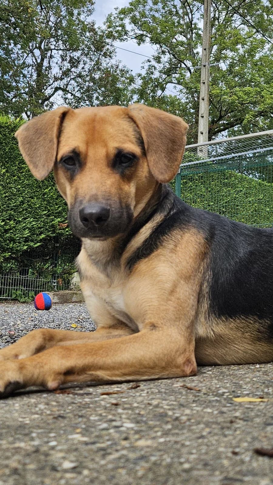 Vasco ( Réservé ), male mixed breed for adoption at SOS Animaux Pays de Gex