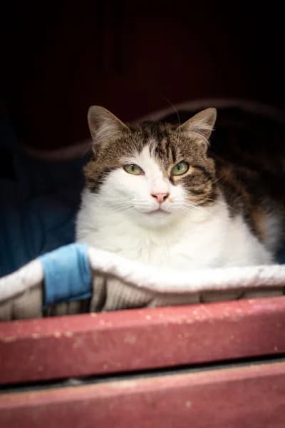 Bingo, female mixed breed for adoption at SOS Animaux Pays de Gex, Gex