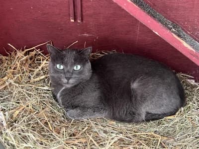 Brume, female mixed breed for adoption at SOS Animaux Pays de Gex, Gex
