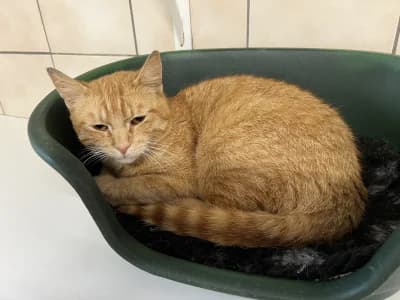 KinaÏ, male young mixed breed for adoption at SOS Animaux Pays de Gex, Gex