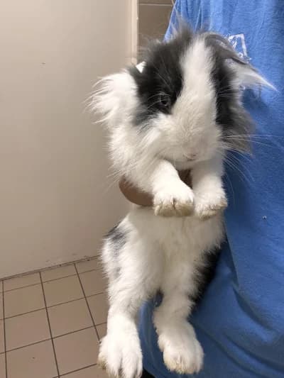 Merida, female mixed breed for adoption at SOS Animaux Pays de Gex, Gex