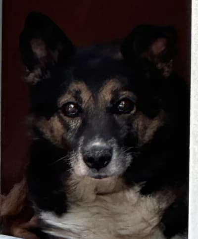 Oliver, male 5yo mixed breed for adoption at SOS Animaux Pays de Gex, Gex