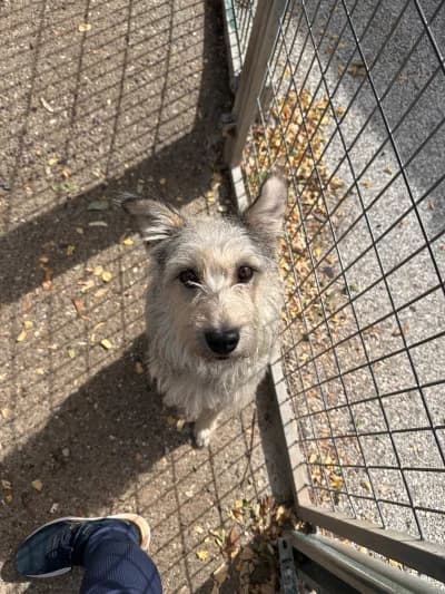 Puffi, female 3yo mixed breed for adoption at SOS Animaux Pays de Gex, Gex