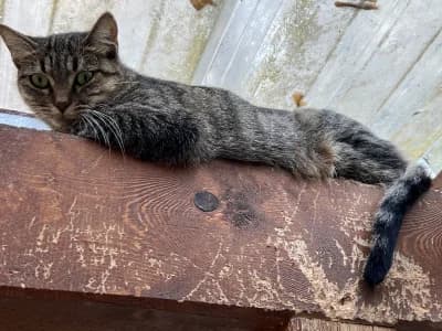 Saoki, female young mixed breed for adoption at SOS Animaux Pays de Gex, Gex