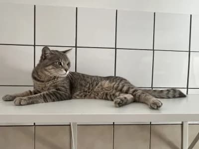 Seth, male mixed breed for adoption at SOS Animaux Pays de Gex, Gex
