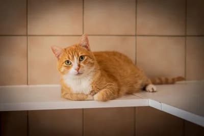 Sirius, male mixed breed for adoption at SOS Animaux Pays de Gex, Gex