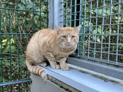 Ulysse, male young mixed breed for adoption at SOS Animaux Pays de Gex, Gex