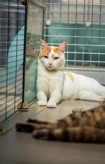 Vénus, female mixed breed for adoption at SOS Animaux Pays de Gex, Gex