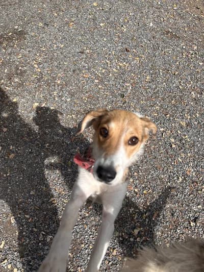 Yaryna, female young mixed breed for adoption at SOS Animaux Pays de Gex, Gex
