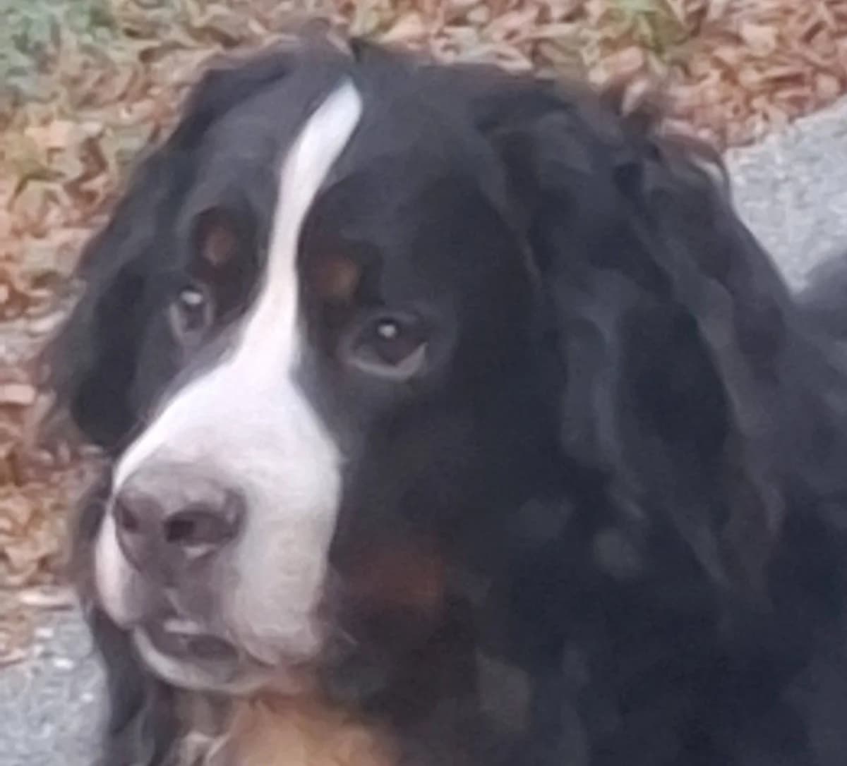 Scotch, male 5yo Bernese Mountain Dog for adoption at SOS Boubous