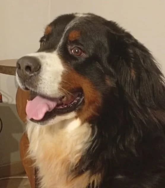 Rubby, male 5yo Bernese Mountain Dog for adoption at SOS Boubous