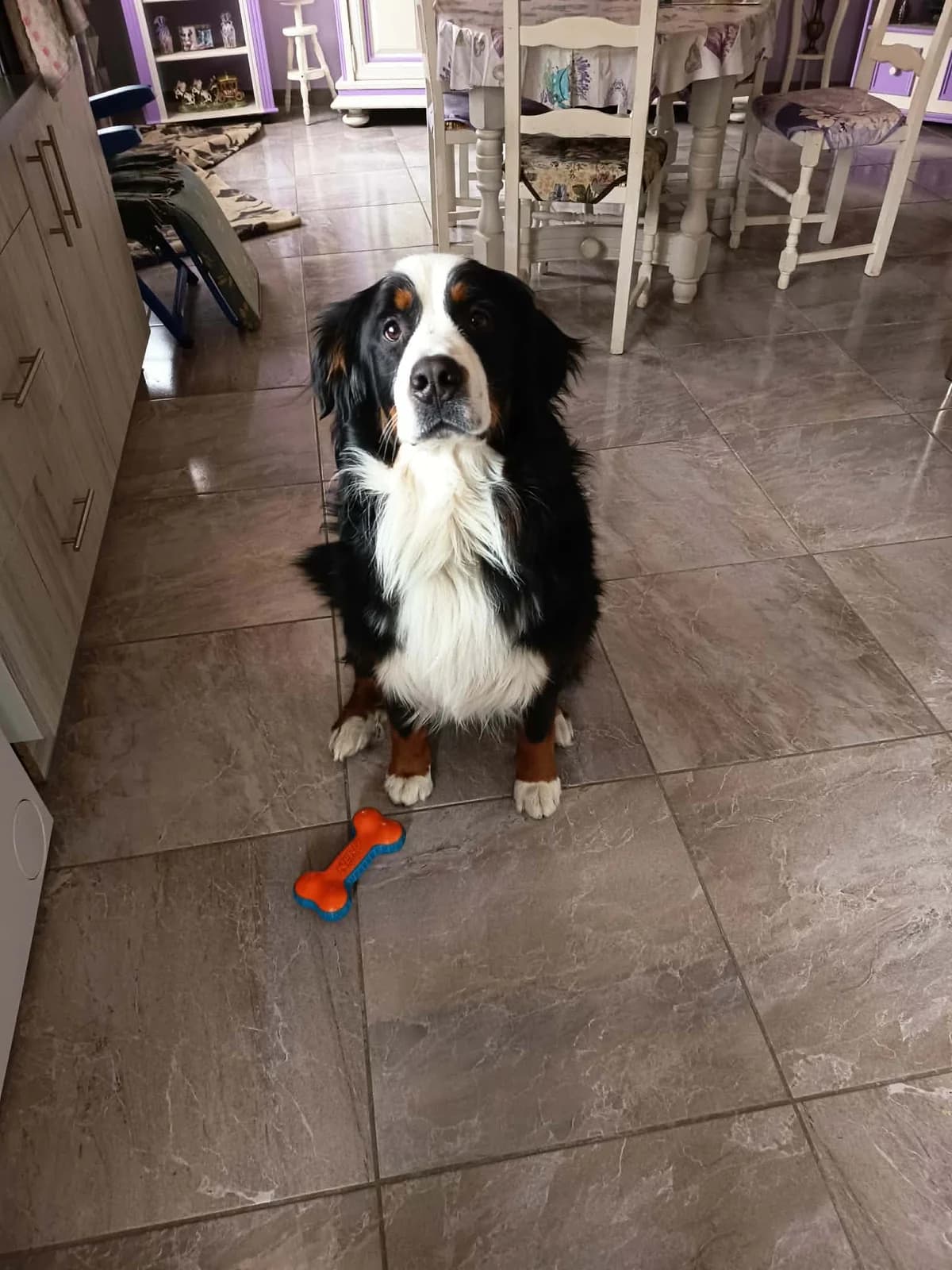 Wylson, male young mixed breed for adoption at SOS Boubous