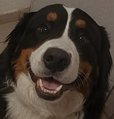 Koda, male young Bernese Mountain Dog for adoption at SOS Boubous