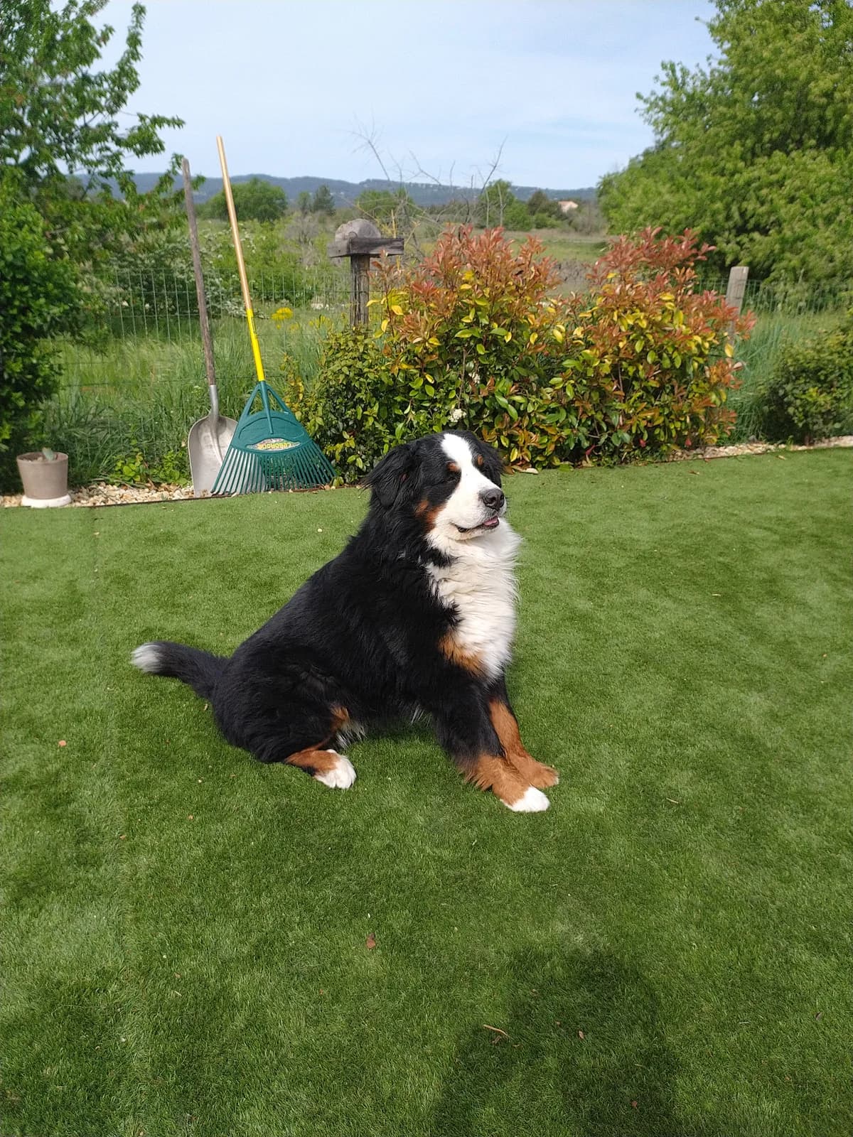 Vénom, male young Bernese Mountain Dog for adoption at SOS Boubous