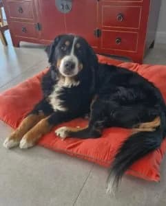 Luna, female senior Bernese Mountain Dog for adoption at SOS Boubous