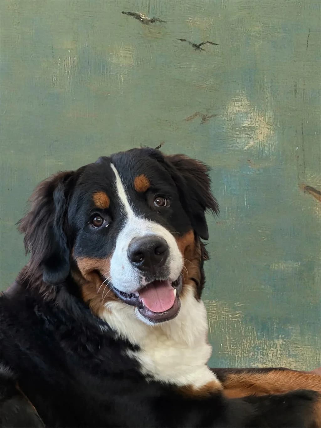 JUDE, male puppy Bernese Mountain Dog for adoption at SOS Boubous