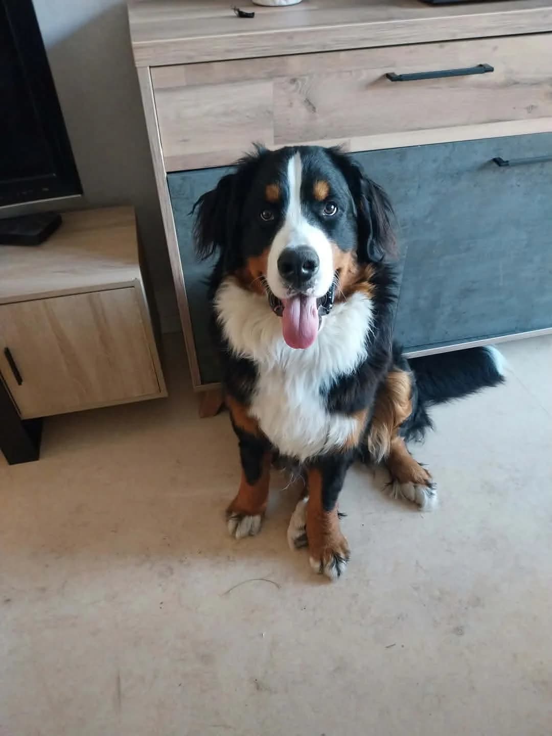Vegas, male young Bernese Mountain Dog for adoption at SOS Boubous
