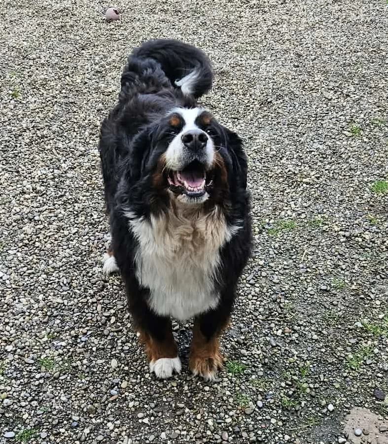 Ruben, male 6yo Bernese Mountain Dog for adoption at SOS Boubous