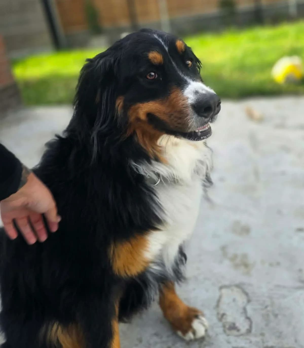 Urka, female 3yo Bernese Mountain Dog for adoption at SOS Boubous