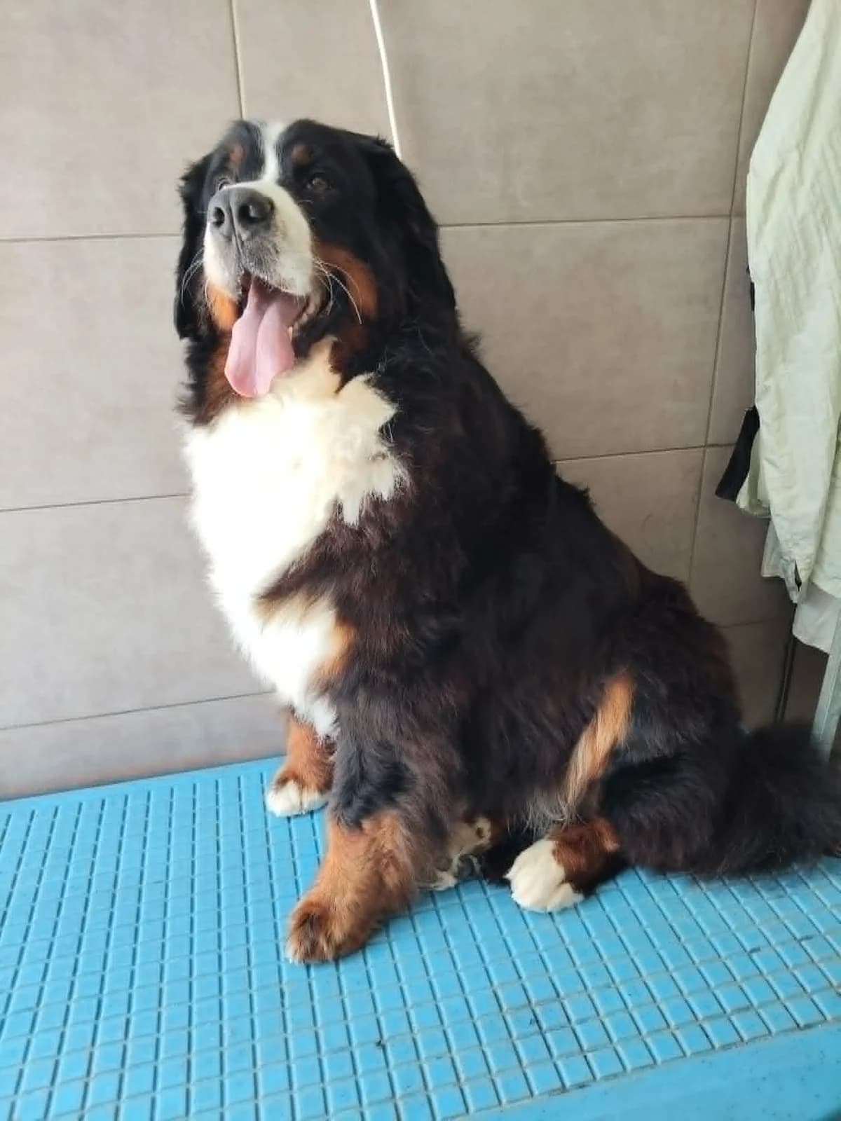 T&rsquo, female 3yo Bernese Mountain Dog for adoption at SOS Boubous