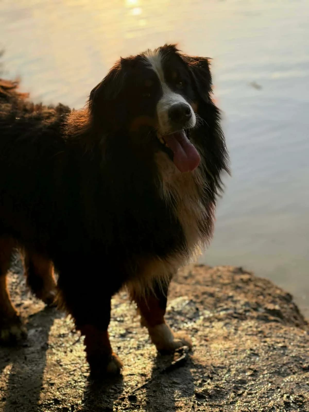 Ohanna, male young Bernese Mountain Dog for adoption at SOS Boubous