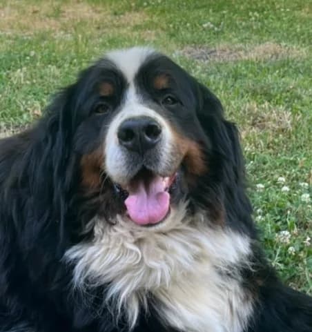 Pongo, male 6yo Bernese Mountain Dog for adoption at SOS Boubous