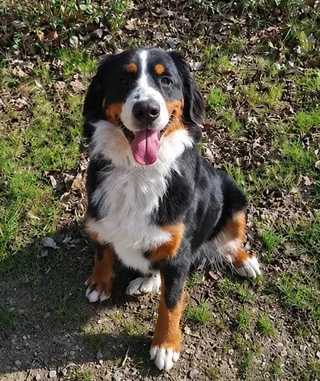 Ohana, female young Bernese Mountain Dog for adoption at SOS Boubous