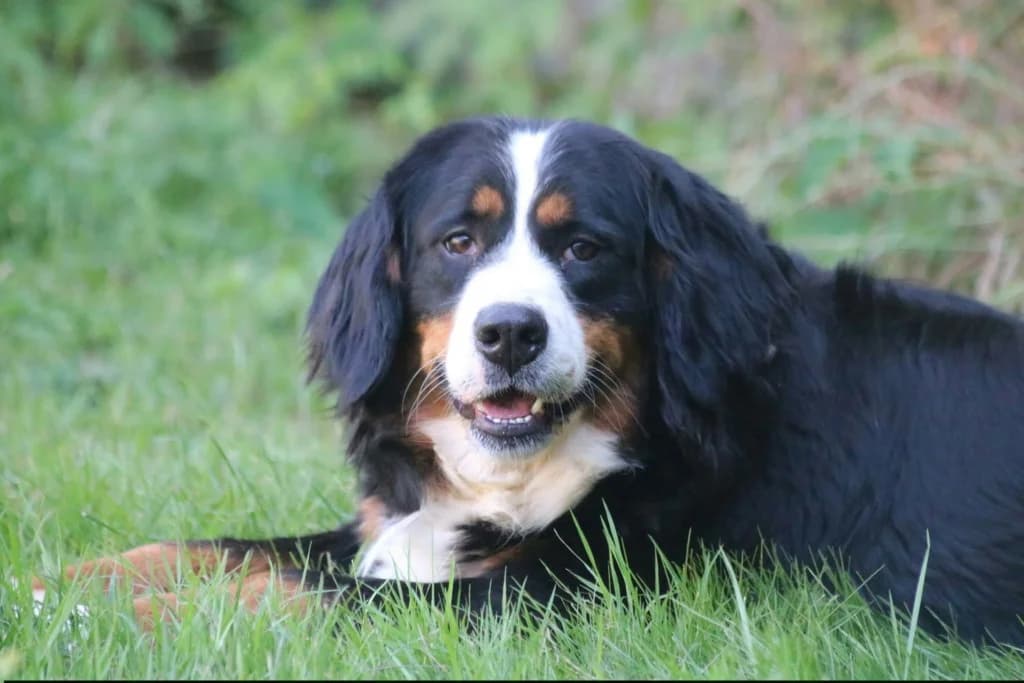Valentine, female young Bernese Mountain Dog for adoption at SOS Boubous