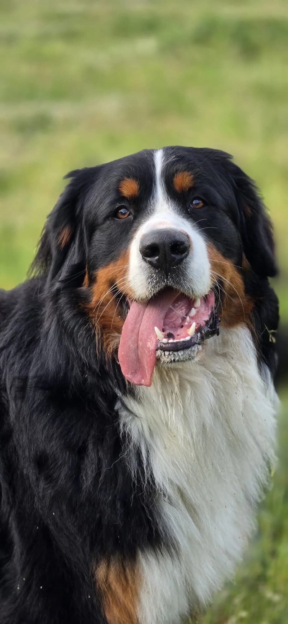 Baloo, male young Bernese Mountain Dog for adoption at SOS Boubous