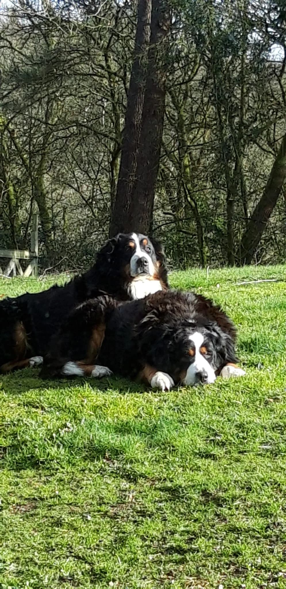 REBELLE ET REVEUSE, female 5yo Bernese Mountain Dog for adoption at SOS Boubous
