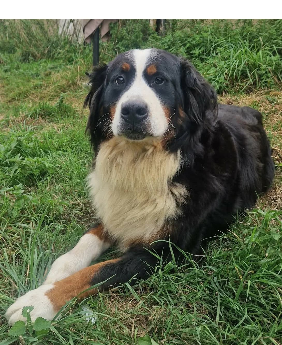 Suzan, female 5yo Bernese Mountain Dog for adoption at SOS Boubous