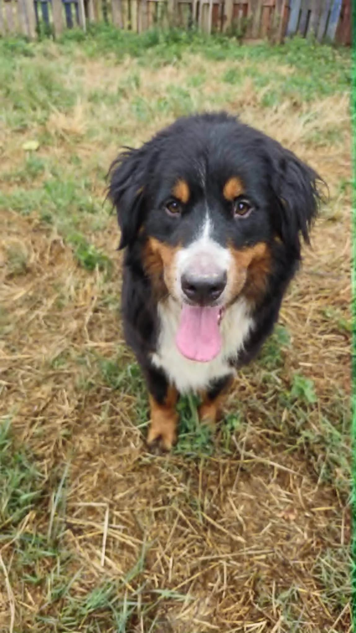 Romy et Sonny, male 6yo Bernese Mountain Dog for adoption at SOS Boubous