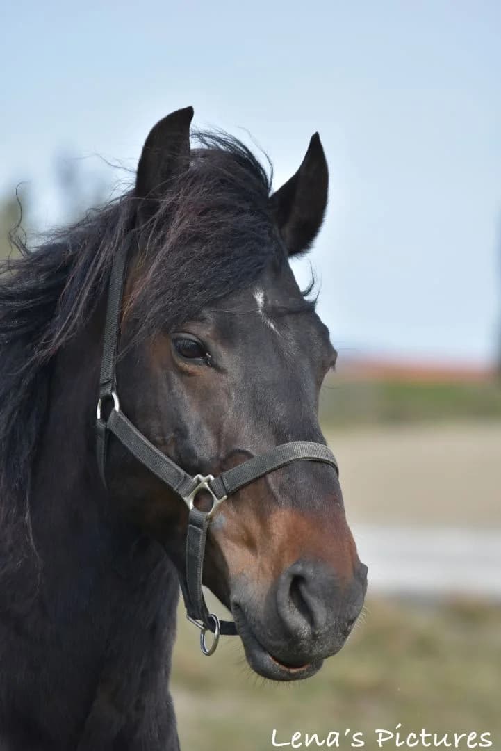 Synnbelle, male senior mixed breed for adoption at SOS Cheval