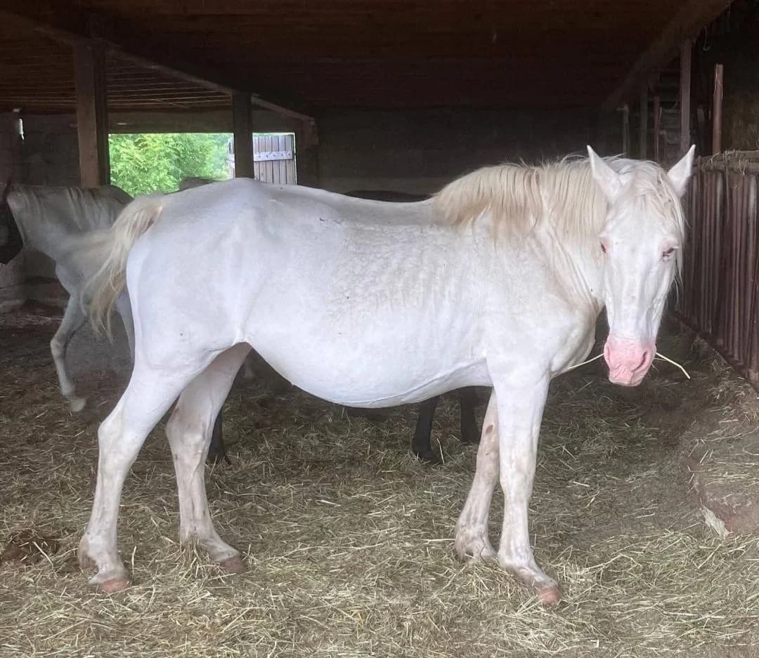 Rebreyne, male senior mixed breed for adoption at SOS Cheval