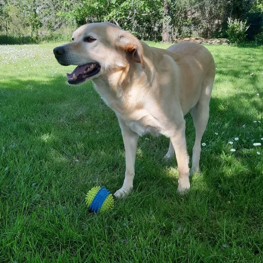 BALOO, male senior Labrador Retriever for adoption at SOS Vies de Chiens