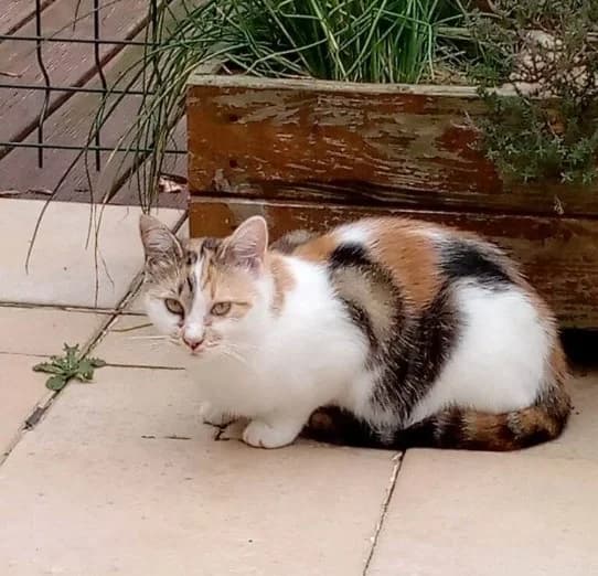 Easy, female young European Shorthair for adoption at SOS Vies de Chiens