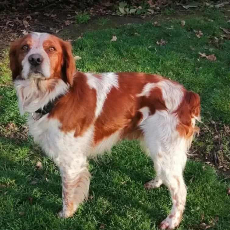 OSCAR, male 4yo Brittany Spaniel for adoption at SOS Vies de Chiens