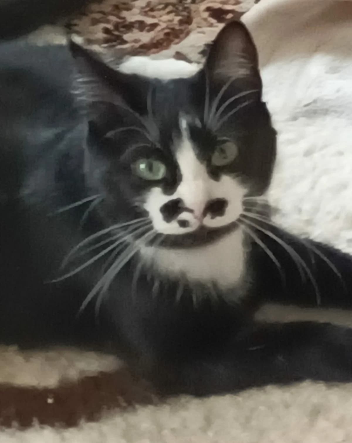 SAMBA, female young European Shorthair for adoption at SOS Vies de Chiens