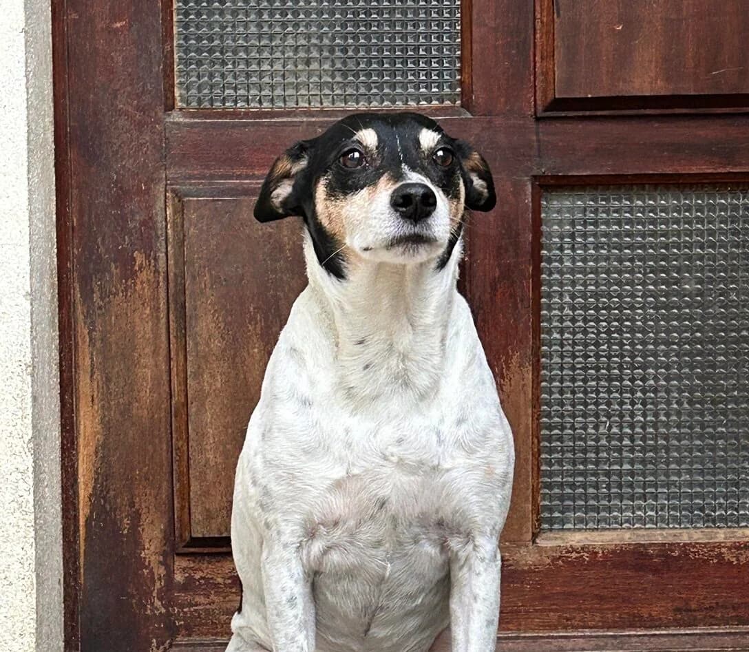 SEVEN, male senior mixed breed for adoption at SOS Vies de Chiens