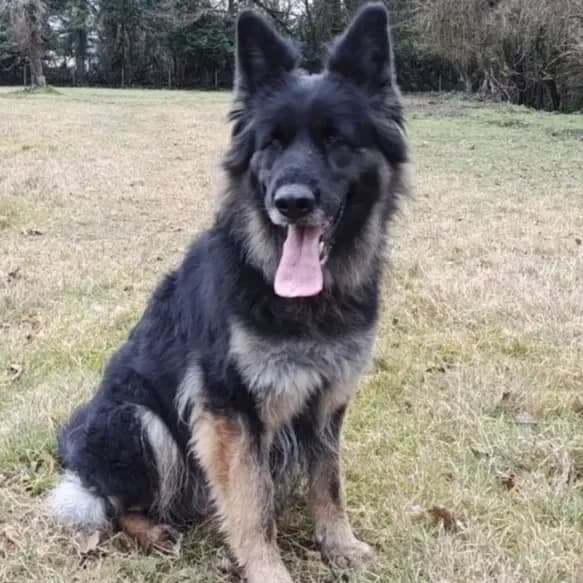 XÉNA (réservée), female 6yo German Shepherd for adoption at SOS Vies de Chiens