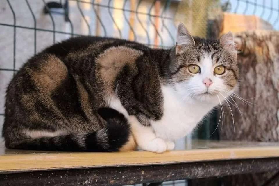 INAYA, female Mixed Breed for adoption at SOS Animaux Refuge Jolibois