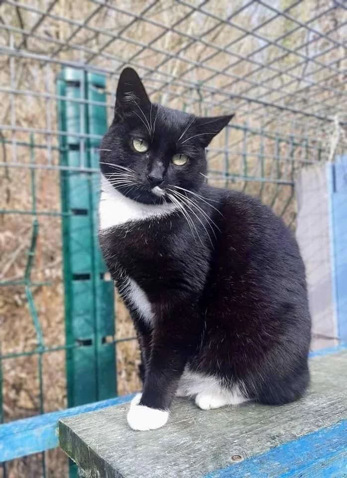 BENETTE, female Mixed Breed for adoption at SOS Animaux Refuge Jolibois