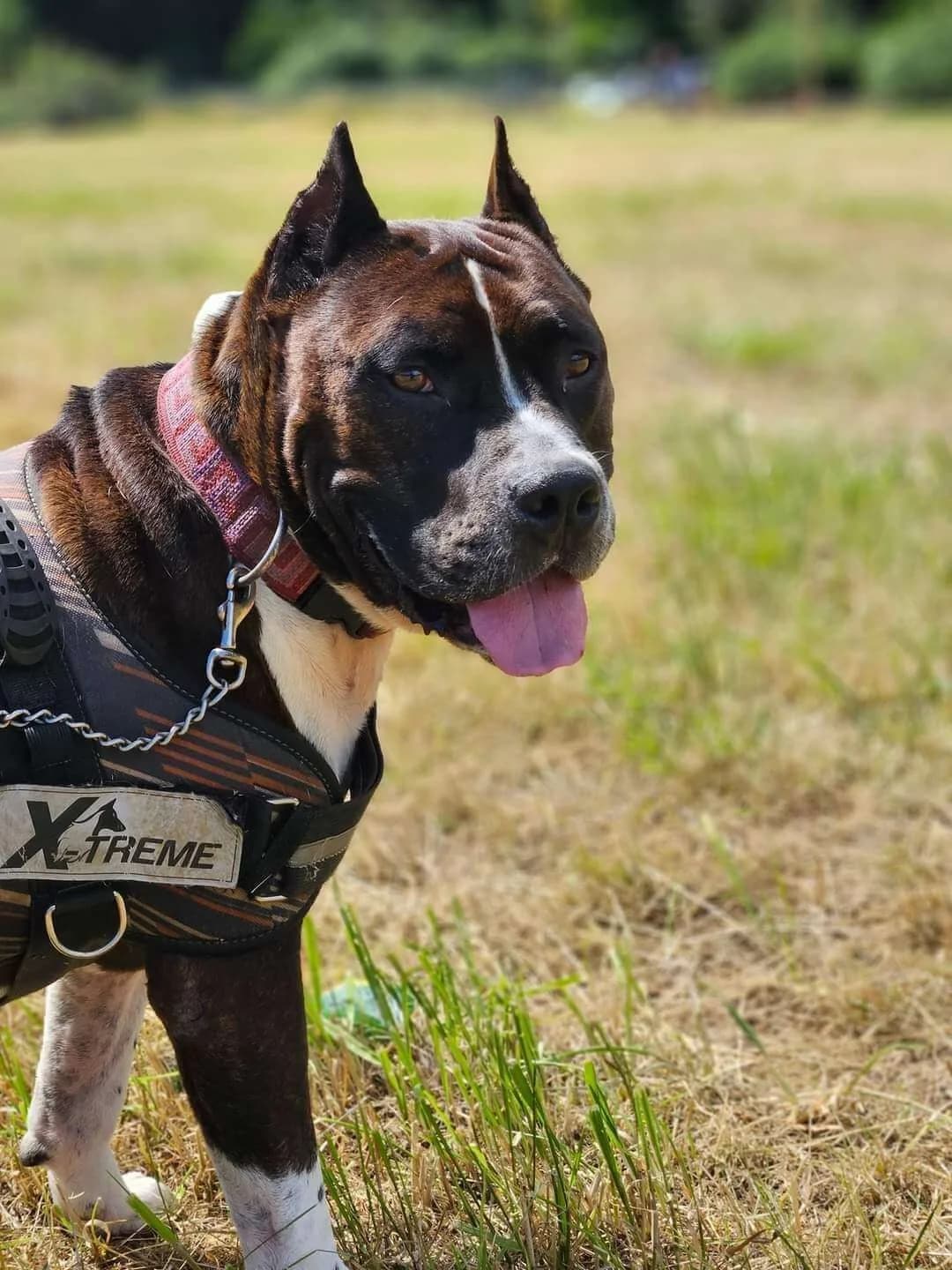 🚨 APPEL URGENT POUR TITO 🚨- Mâle American Staffordshire Terrier, male Mixed Breed for adoption at SOS Animaux Refuge Jolibois