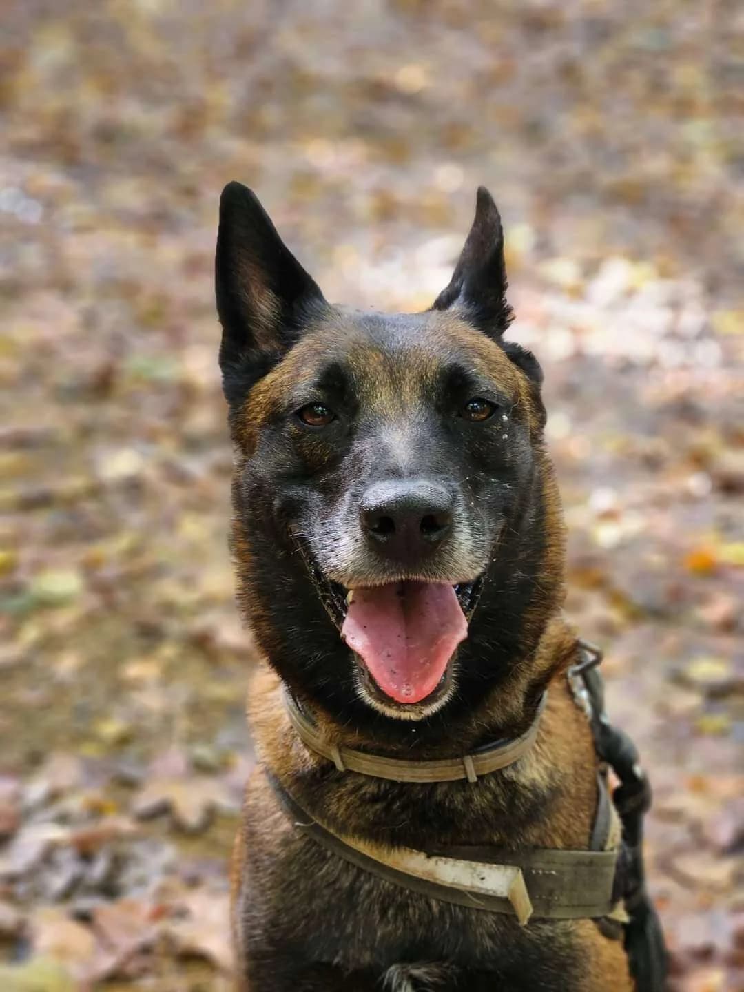 🔥 TAYSON :, male 6yo Mixed Breed for adoption at SOS Animaux Refuge Jolibois